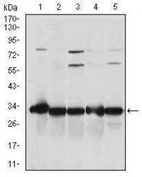 Anti-NQO1 antibody [4D12] used in Western Blot (WB). GTX60523