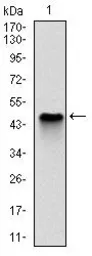 Anti-NQO1 antibody [1A11] used in Western Blot (WB). GTX60524