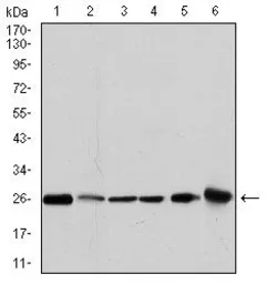 Anti-GSTM1 antibody [1H4F2] used in Western Blot (WB). GTX60527