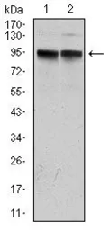 Anti-KCNQ1 antibody [5E12] used in Western Blot (WB). GTX60528