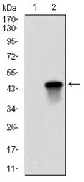 Anti-Survivin antibody [1H5] used in Western Blot (WB). GTX60534