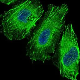 Anti-FOXO1 antibody [3B6] used in Immunocytochemistry/ Immunofluorescence (ICC/IF). GTX60558