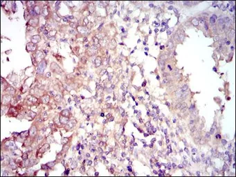 Anti-FOXO1 antibody [3B6] used in IHC (Paraffin sections) (IHC-P). GTX60558