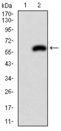 Anti-PDX1 antibody [5A5] used in Western Blot (WB). GTX60573