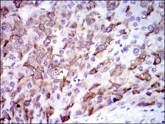 Anti-CYP3A4 antibody [3H8] used in IHC (Paraffin sections) (IHC-P). GTX60577