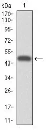 Anti-CYP3A4 antibody [3H8] used in Western Blot (WB). GTX60577