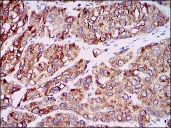 Anti-MCP1 / CCL2 antibody [2D8] used in IHC (Paraffin sections) (IHC-P). GTX60582