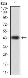 Anti-RAP1A antibody [5F8] used in Western Blot (WB). GTX60585
