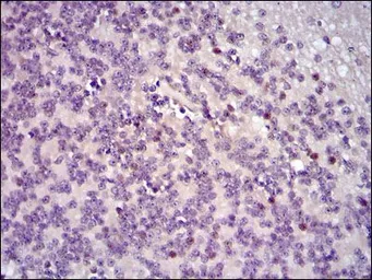 Anti-c-Fos antibody [2G2] used in IHC (Paraffin sections) (IHC-P). GTX60591