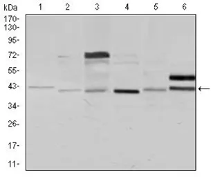 Anti-NCK1 antibody [5B7] used in Western Blot (WB). GTX60593