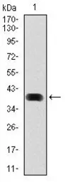 Anti-LC3B antibody [5H12] used in Western Blot (WB). GTX60594