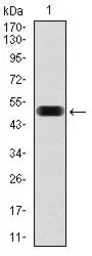 Anti-eIF4B antibody [1F5] used in Western Blot (WB). GTX60596