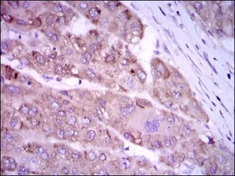 Anti-iNOS antibody [4E5] used in IHC (Paraffin sections) (IHC-P). GTX60599
