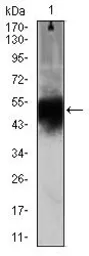 Anti-Doublecortin antibody [2G5] used in Western Blot (WB). GTX60612