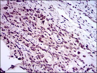 Anti-E2F1 antibody [8G9] used in IHC (Paraffin sections) (IHC-P). GTX60615