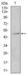 Anti-Cytokeratin 13 antibody [3G4] used in Western Blot (WB). GTX60622