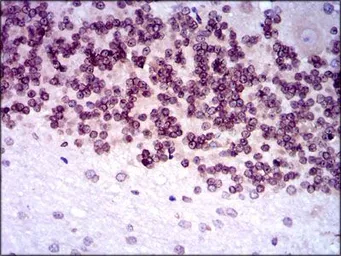 Anti-GCNF antibody [4G8] used in IHC (Paraffin sections) (IHC-P). GTX60623