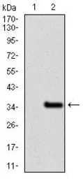 Anti-GCNF antibody [4G8] used in Western Blot (WB). GTX60623