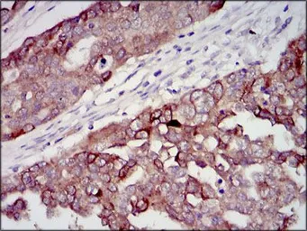Anti-IGF2 antibody [8H1] used in IHC (Paraffin sections) (IHC-P). GTX60630