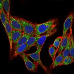 Anti-PI3 kinase p85 alpha antibody [6G10] used in Immunocytochemistry/ Immunofluorescence (ICC/IF). GTX60633