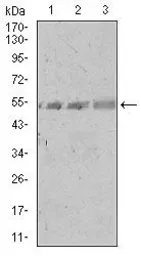 Anti-SPIB antibody [4G5] used in Western Blot (WB). GTX60635