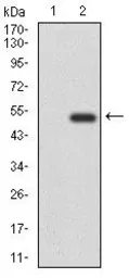 Anti-CD6 antibody [6B9] used in Western Blot (WB). GTX60641