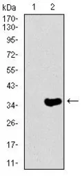 Anti-NF-H antibody [8H10] used in Western Blot (WB). GTX60650