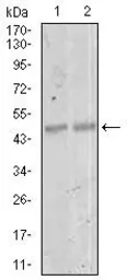 Anti-MEF2C antibody [6H2G2] used in Western Blot (WB). GTX60668