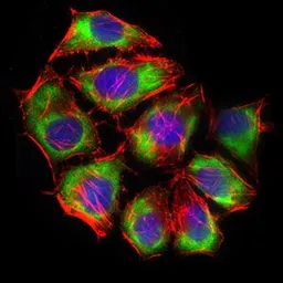 Anti-GLUT4 antibody [3G10A3] used in Immunocytochemistry/ Immunofluorescence (ICC/IF). GTX60674