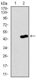 Anti-PCNA antibody [7H4F8] used in Western Blot (WB). GTX60692