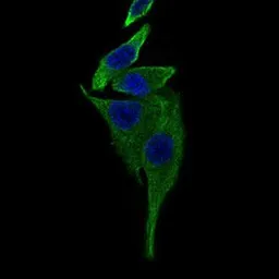 Anti-TRAFD1 antibody [8E6E7] used in Immunocytochemistry/ Immunofluorescence (ICC/IF). GTX60708