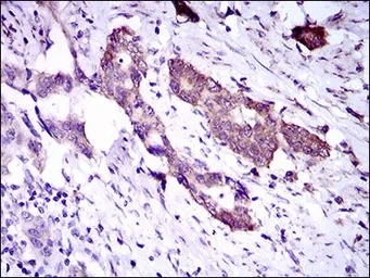 Anti-DNAL4 antibody [3C10A4] used in IHC (Paraffin sections) (IHC-P). GTX60742