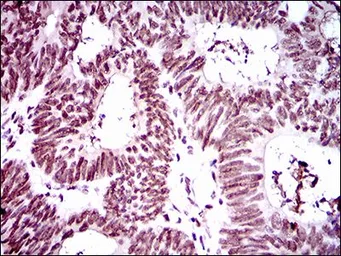 Anti-Ring1 antibody [8C12F4] used in IHC (Paraffin sections) (IHC-P). GTX60753