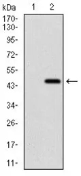 Anti-Ring1 antibody [8C12F4] used in Western Blot (WB). GTX60753