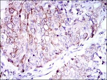 Anti-CD7 antibody [4D4F8] used in IHC (Paraffin sections) (IHC-P). GTX60756