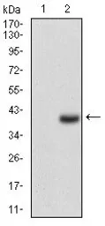 Anti-CD7 antibody [4D4F8] used in Western Blot (WB). GTX60756