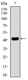 Anti-KLF1 antibody [1B6A3] used in Western Blot (WB). GTX60769