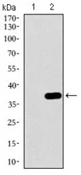 Anti-p38 MAPK antibody [8G4D11] used in Western Blot (WB). GTX60771