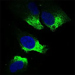 Anti-Twist1 antibody [10E4E6] used in Immunocytochemistry/ Immunofluorescence (ICC/IF). GTX60776