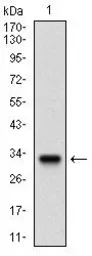 Anti-FLT3 antibody [7B7C3] used in Western Blot (WB). GTX60777