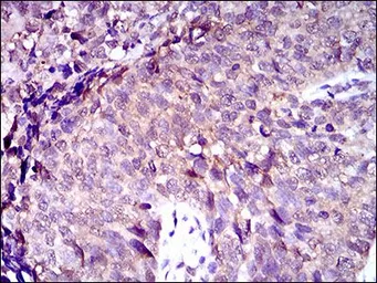 Anti-MRP4 antibody [2D2A9] used in IHC (Paraffin sections) (IHC-P). GTX60791