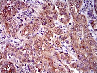 Anti-CLGN antibody [1C8B6] used in IHC (Paraffin sections) (IHC-P). GTX60793