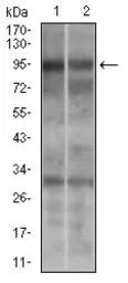 Anti-DRP1 antibody [4E11B11] used in Western Blot (WB). GTX60794