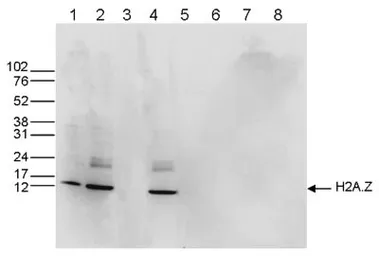 Anti-Histone H2A.Z antibody - ChIP grade used in Western Blot (WB). GTX60812