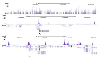 Anti-Histone H3K27ac (Acetyl Lys27) antibody - ChIP grade used in ChIP assay (ChIP assay). GTX60815