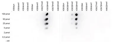 Anti-Histone H3K36me3 (Tri-methy Lys36) antibody - ChIP grade used in Dot blot (Dot). GTX60817
