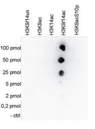 Anti-Histone H3K9K14ac (Acetyl Lys9/Lys14) antibody - ChIP grade used in Dot blot (Dot). GTX60822