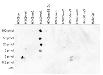 Anti-Histone H3K9me3 (Tri-methyl Lys9) antibody - ChIP grade used in Dot blot (Dot). GTX60824