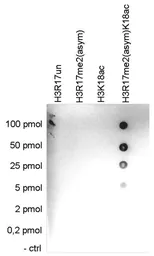 Anti-Histone H3R17me2K18ac (Asymmetric Di-methyl Arg17/Acetyl Lys18) antibody - ChIP grade used in Dot blot (Dot). GTX60825
