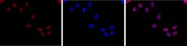 Anti-HDAC3 antibody [GT9080] used in Immunocytochemistry/ Immunofluorescence (ICC/IF). GTX60832